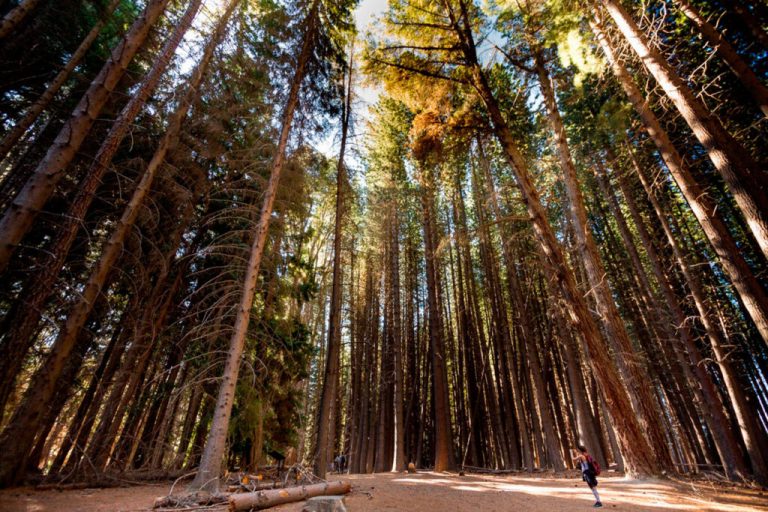 Patagonia: reconocimiento internacional al Centro Forestal Isla Victoria en el corazón de Nahuel Huapi por su gran labor como Jardín Botánico 