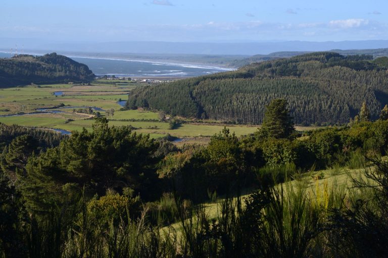 Para el Banco Mundial, el sector forestal de Chile será clave para la reactivación económica post Covid-19