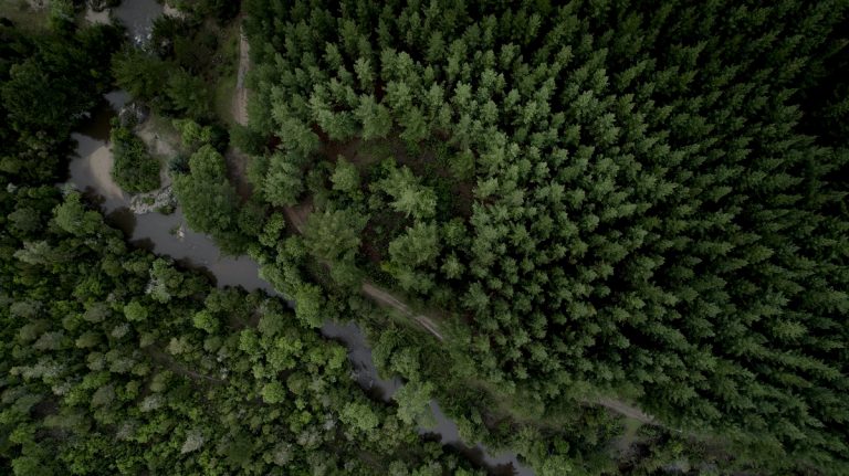 Cambio Climático, silvicultura y efectos potenciales en la productividad y secuestro de Carbono en bosques cultivados