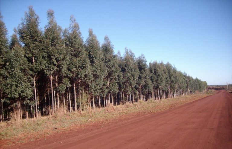 Incentivo forestal: destinarán más de 29 millones de pesos para el pago de la deuda de planes de productores de Corrientes 
