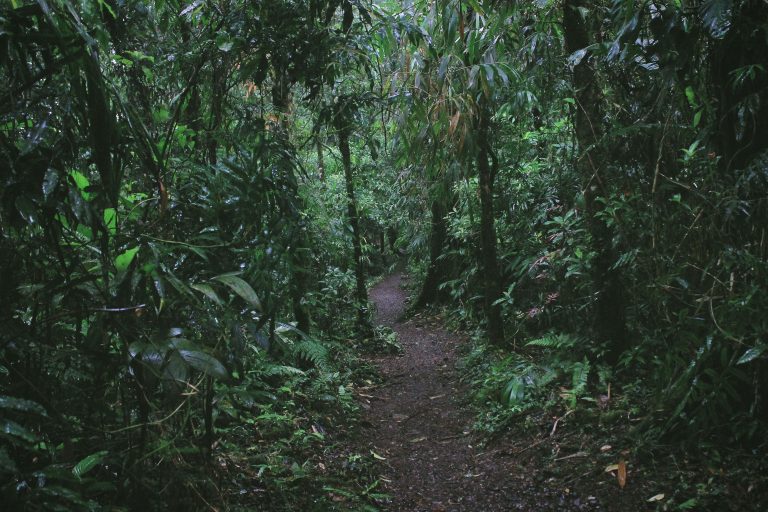 Will Simonson, del PNUMA-WCMC: «Abordar la pérdida de biodiversidad global depende por completo de la conservación de los bosques del mundo» 