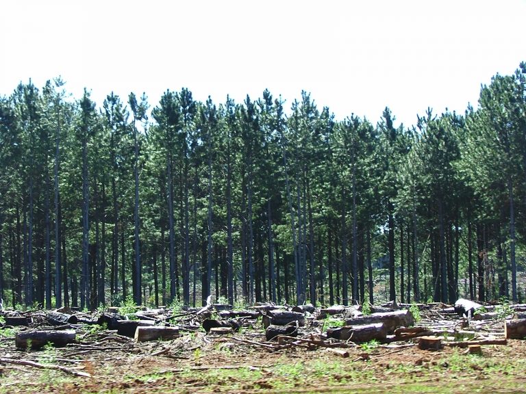 Política forestal: plantean la necesidad de una nueva «Coordinación Interministerial para el Desarrollo Foresto Industrial Sostenible» del país