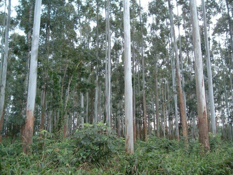 Entre Ríos: precios de referencia de productos forestales a junio de 2020
