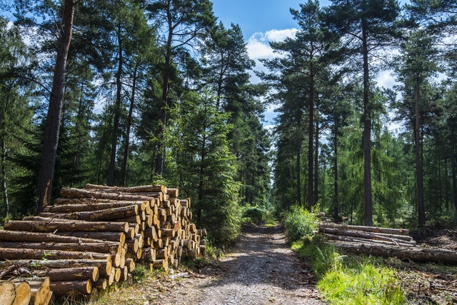 Gran Bretaña: desde el sector buscan puntos de vista sobre el futuro de los bosques mientras el Gobierno busca impulsar la plantación de árboles