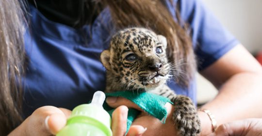 Jaguares en extinción en países de América del Sur: Perú, Venezuela, Ecuador, Guyana, Surinam y Bolivia luchan contra el tráfico ilegal y la protección del felino más grande de la región