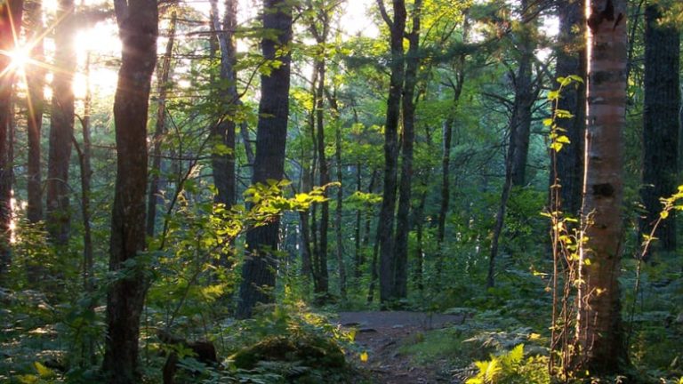 Nueva Escocia nombró a integrantes de la junta que supervisará un fideicomiso forestal de $ 50 millones