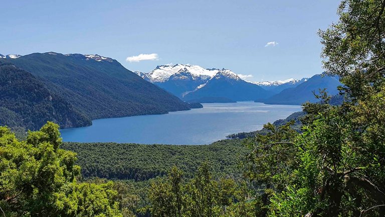 Día Internacional de los Bosques | AFOPE llama a la defensa irrestricta de los bosques nativos argentinos
