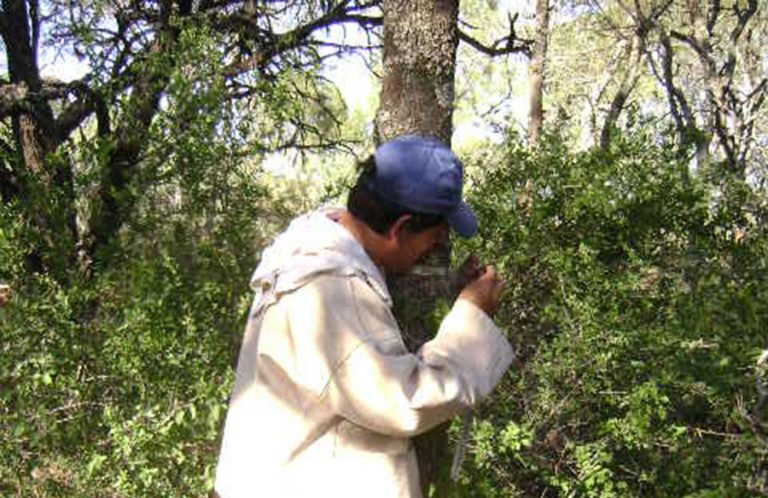 Parcelas permanentes en la región del Chaco: una cuestión de tiempo