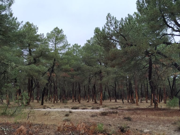 Alejandro Dezzotti: «En Argentina, la superficie de bosques naturales se ha reducido un 70 por ciento desde principios del siglo XX»