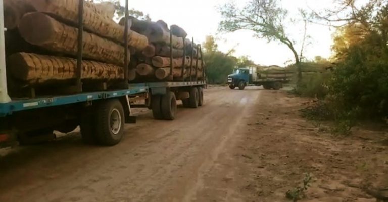 Chaco: Somos Monte pidió a la Justicia una medida cautelar para frenar desmontes en el departamento de San Fernando