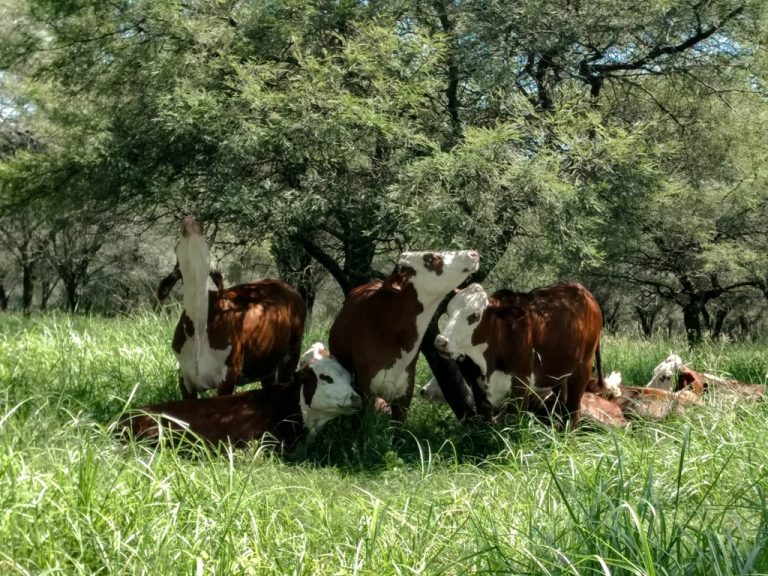 Semana Internacional de los Bosques 2025 | En Argentina la producción miel y la ganadería son complementos en la gestión sostenible de bosques y plantaciones forestales