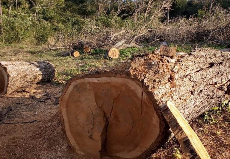 Bosque Nativo: constataron extracción ilegal de madera de un Lapacho Negro en Cerro Corá, una especie monumento natural en Misiones