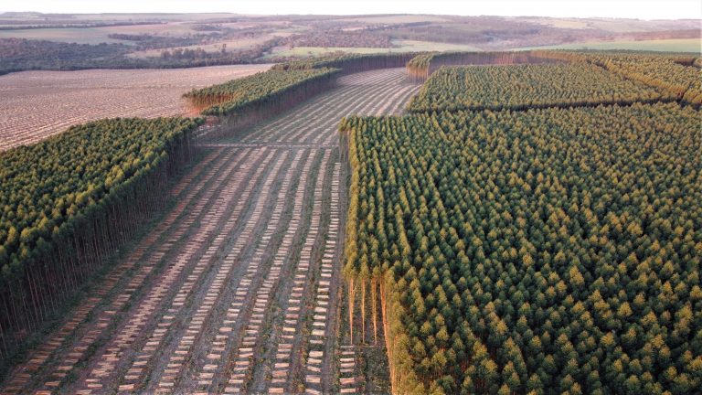 Agenda virtual con Malinovski: «La productividad del eucalipto en Brasil», y sus estrategias de sustentabilidad de primera mano con directivos de Suzano, Kablin, Eldorado Brasil y Cenibra