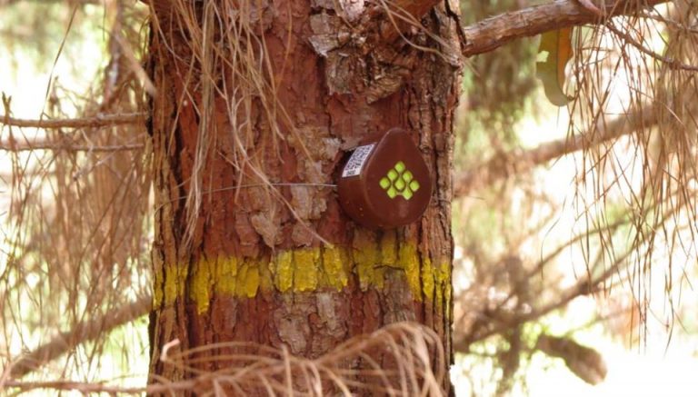 Desarrollan una nueva tecnología para monitorear en tiempo real los bosques