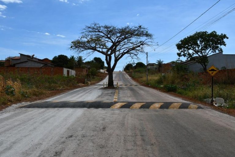 Río de Janeiro: el municipio de Paraíso decidió no derrumbar un árbol en pie de cajá en el medio de una avenida y pone señalización para «evitar accidentes»