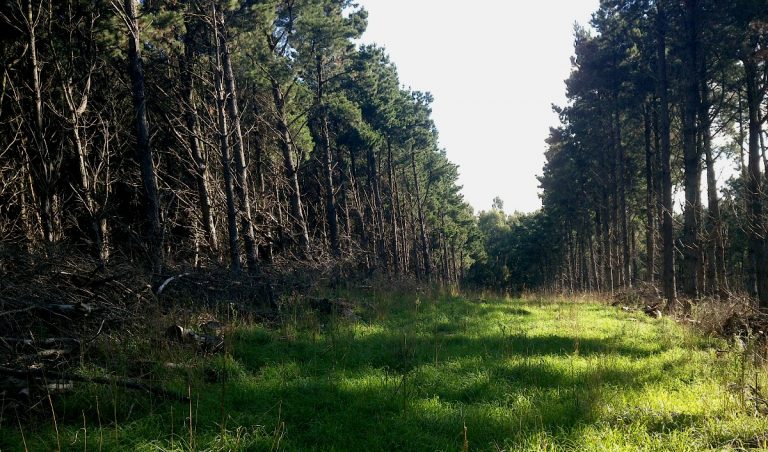 Forestación en pastizales de la llanura pampeana: el rol del manejo forestal y la selección de especie en el proceso de salinización secundaria de suelo