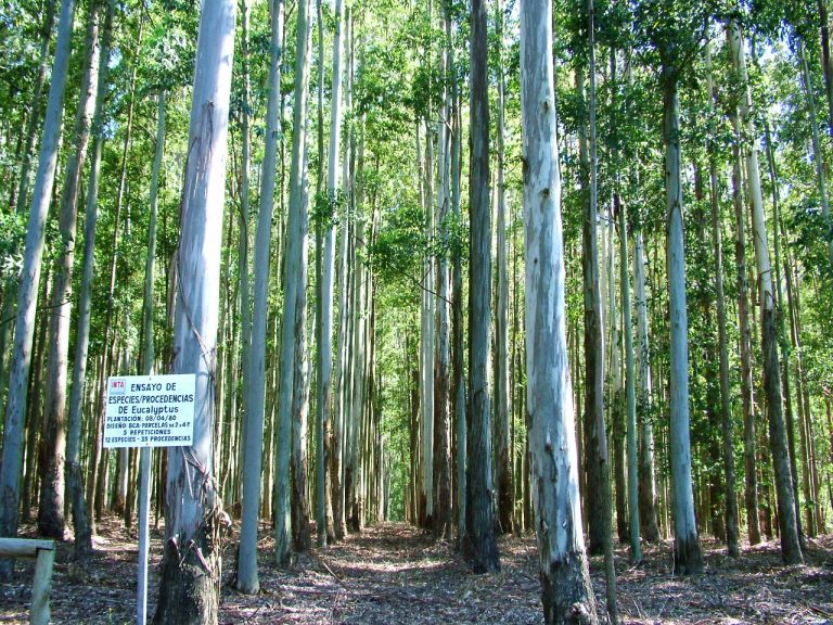 Clones de eucaliptos: INTA Concordia, Vivero Paul Forestal y COFRU logran avances en mejoramiento genético de la especie con destino a escala comercial