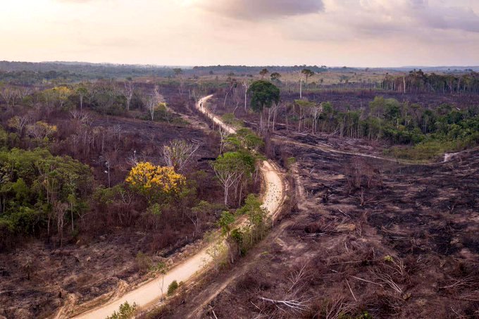 Investigación: un 20% de las exportaciones brasileñas de carne vacuna y soja a la UE estarían vinculadas a la deforestación ilegal de la selva amazónica