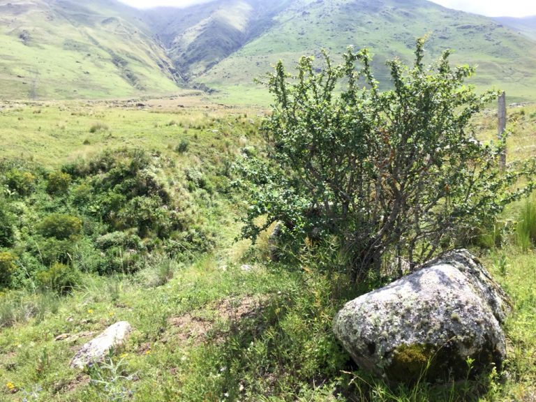 La «Mikuna», una especie nativa del NOA como producto no maderable de las Yungas de Tucumán