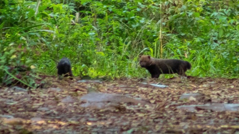 Por primera vez, registran en el Parque Estatal do Turvo un perro vinagre (o zorro picoto), especie en peligro de extinción