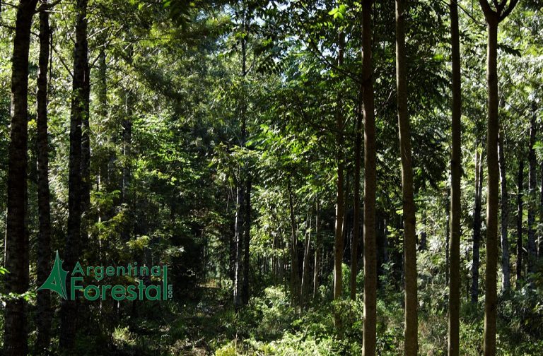 Una encuesta global revela que es necesario reforzar la enseñanza forestal para hacer frente a los retos mundiales