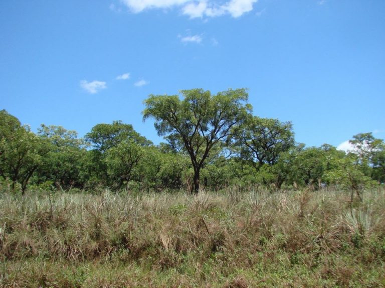 Misiones: crearon una nueva reserva natural privada en San Ignacio en un área de alto valor ambiental, un ´hotspot´ de biodiversidad en América del Sur
