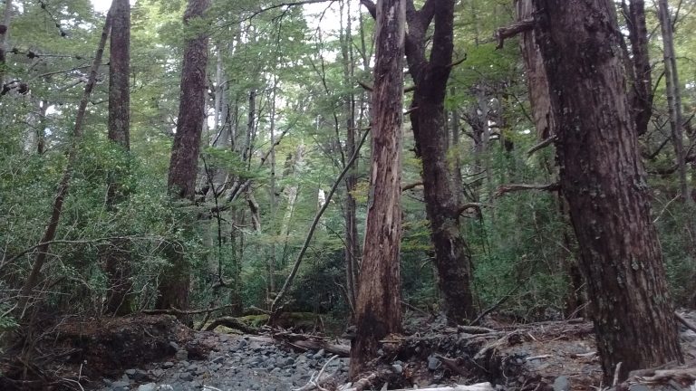 Gobierno nacional en alerta por el aumento de la deforestación en el país: «Vemos necesaria la reformulación de la Ley de Bosques»