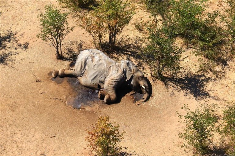 Catástrofe ambiental: encuentran más de 350 elefantes muertos en Botswana y aún se desconocen las causas