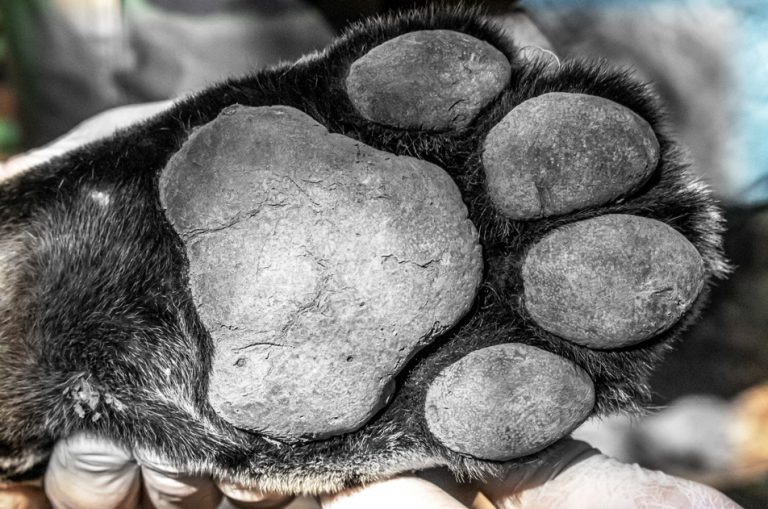 Arauco reportó el hallazgo de restos óseos de un yaguareté en predios cercanos a la reserva forestal y realizan autopsia para determinar la causa de muerte