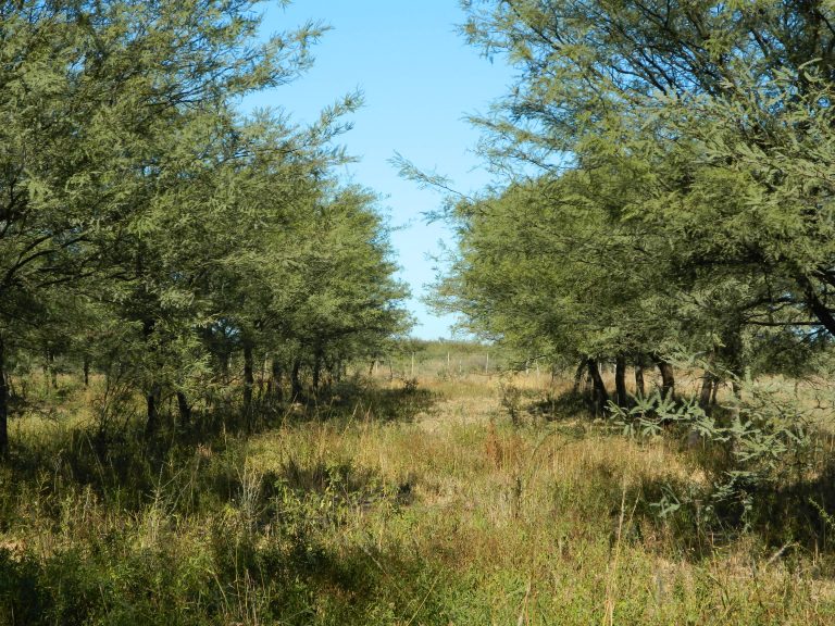 ¿Cuánta superficie debería ser plantada con algarrobo en Santiago del Estero para abastecer la demanda actual de la industria local maderera?