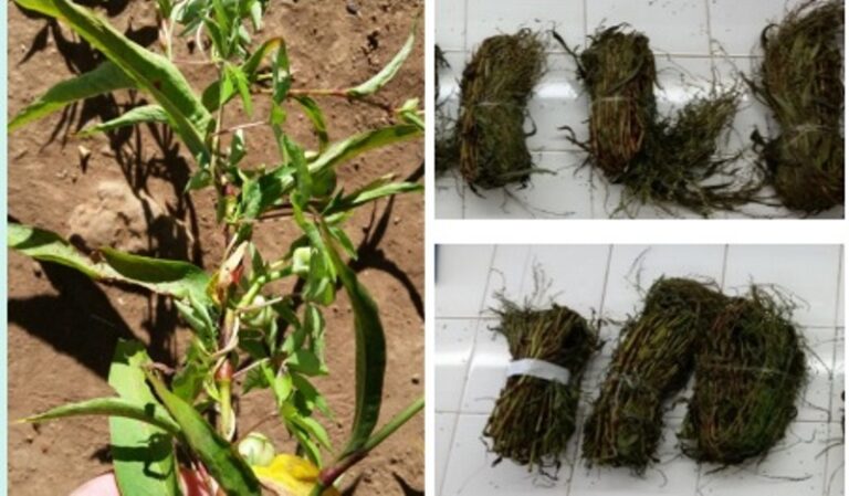 Tapekue, una planta nativa medicinal de Misiones que podría ser una aliada para tratar el cáncer de mama