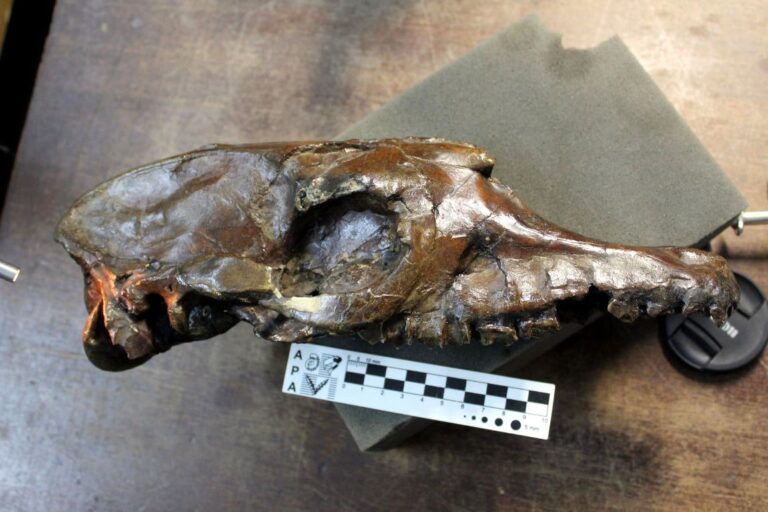 Investigadores argentinos descubrieron ancestros de caballos, rinocerontes y tapires en Sudamérica
