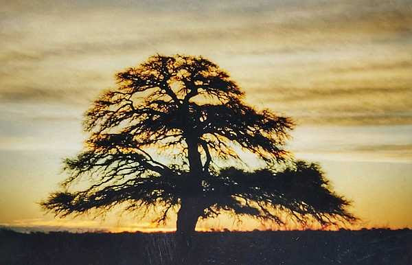 La Pampa: Ambiente avanzará en la creación de la primera área protegida nacional para conservar el ecosistema del bosque de caldén