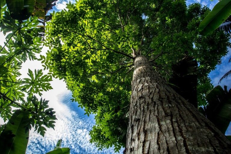Acercando información al 29 de agosto, Día Nacional del Árbol: la caoba, la preferida para instrumentos musicales