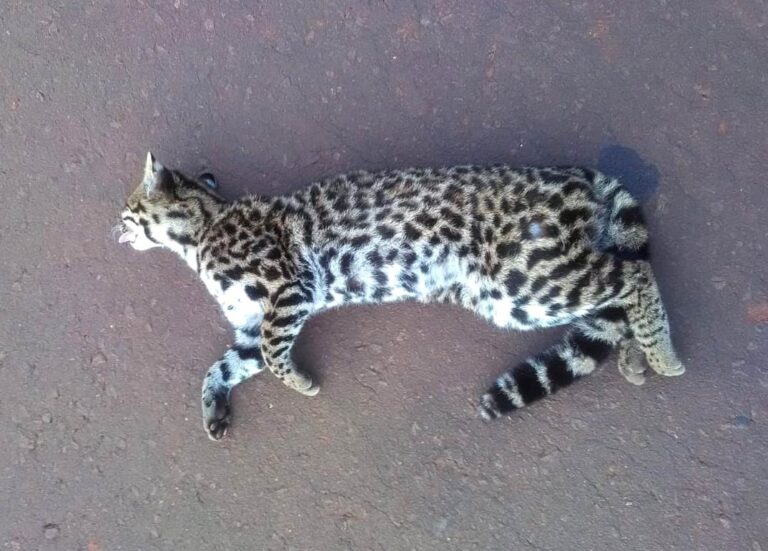 Se reactivaron las visitas de locales en las Área Naturales Protegidas y vuelven a registrarse atropellamiento de fauna silvestre en las rutas de Misiones