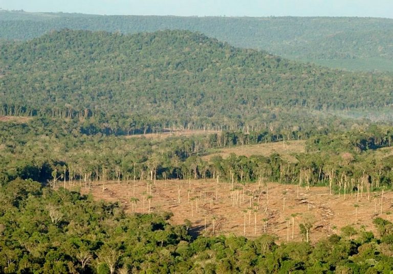 Ley 26.331: para los profesionales de Ingeniería Forestal de Misiones “se necesita claridad en las políticas públicas de los bosques nativos en el país”