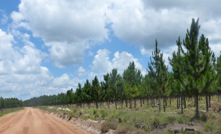 Video | Presentación de la Sentencia 13º Tribunal Local de Derechos de la Naturaleza sobre el rechazo al modelo de monocultivo forestal en Corrientes