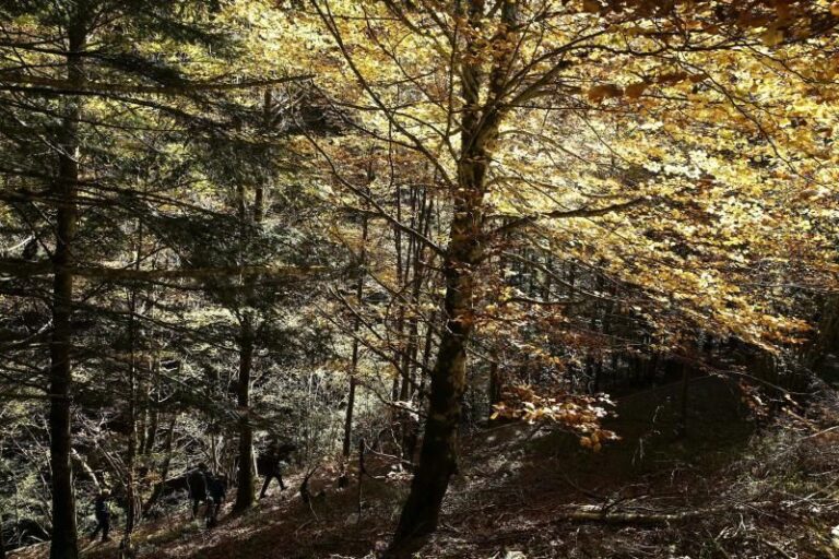 España: El sector forestal reclama su lugar socioambiental en la nueva normalidad