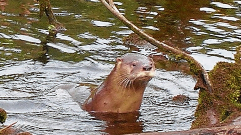 Río Negro: registran un huillín, una nutria nativa en peligro de extinción, en la costa del río Limay