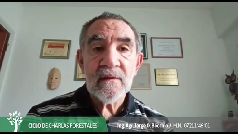 Situación actual y perspectivas del sector forestal de la Argentina | El análisis de Jorge Bocchio