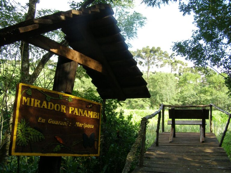 #DíadelÁrbol: desde el Parque Provincial Araucaria comparten su proyecto de vivero de especies nativas para reforestar