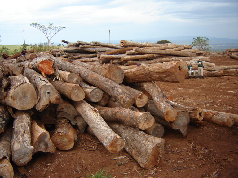 Polémica en Paraguay: ONG´s ambientales se unieron en rechazo a una iniciativa que impediría la recuperación de al menos 2.500.000 hectáreas de bosque.
