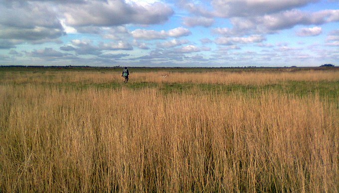 Los pastizales y el fuego: repensar un cambio de enfoque para analizar la causas, consecuencias y estrategias de prevención en las Islas del Delta