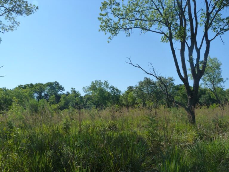 Mercado de carbono, nuevas tendencias y alternativas posibles del negocio forestal en la Argentina