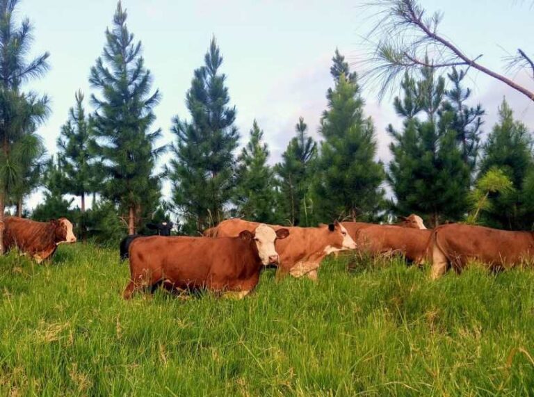 Restricciones de sostenibilidad reducen a la mitad la tierra disponible para plantaciones: Sudamérica lidera el potencial mundial de forestación