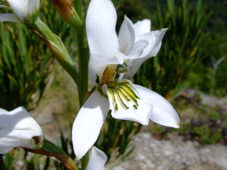 Orquídeas chilenas al mundo: investigadores dan a conocer la belleza enigmática y exótica de unas 72 especies nativas  