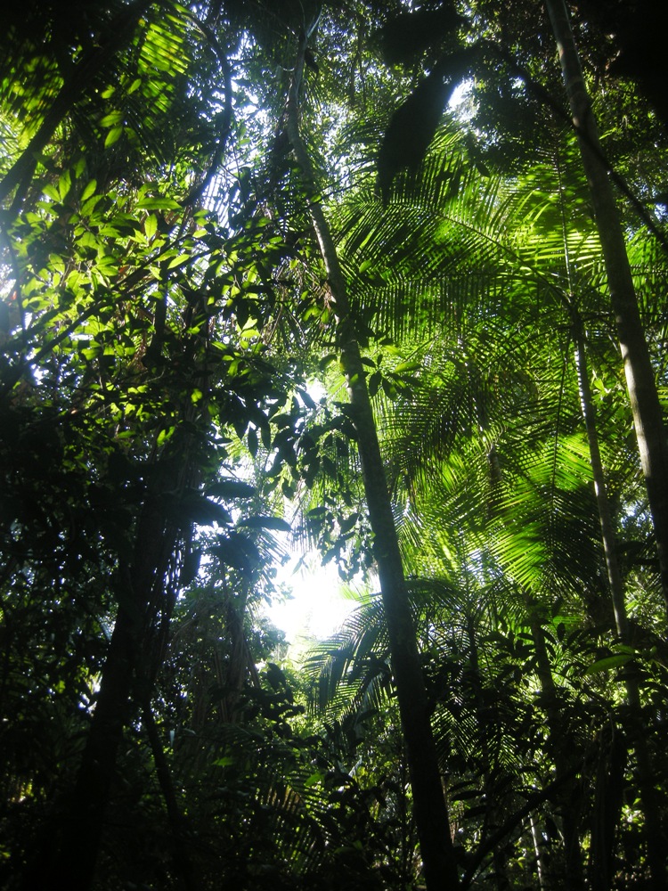 Los bosques como reguladores del ciclo del agua para disminuir los riesgos de inundaciones