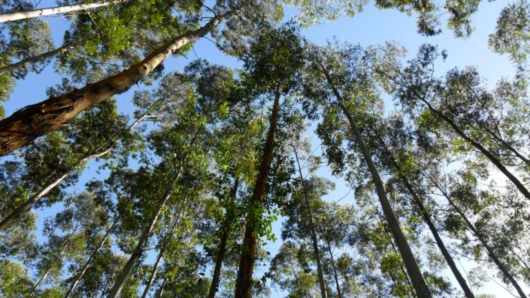 Lanzaron la iniciativa Emprende Bosque 2021 en Guatemala