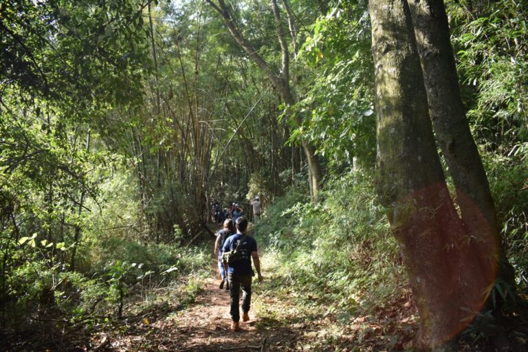 Desde WWF impulsan la Red Trinacional de Restauración del Bosque Atlántico del Alto Paraná entre Argentina, Brasil y Paraguay
