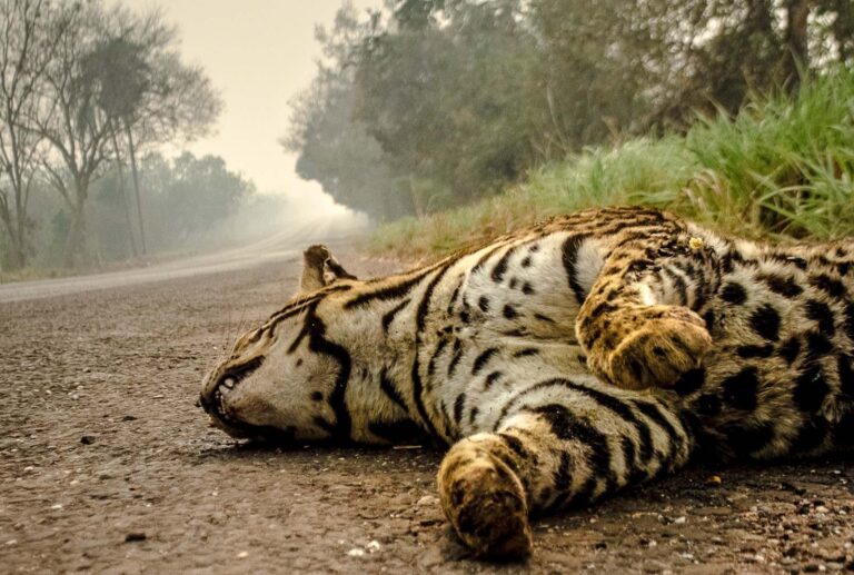 Cambio climático: la sequía extrema y la falta de prevención no dan tregua en la lucha contra incendios forestales en el Pantanal, el mayor humedal de América del Sur 